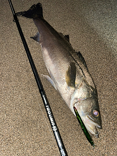 スズキの釣果