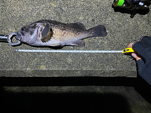 クロソイの釣果