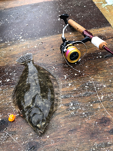 カレイの釣果