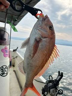 マダイの釣果