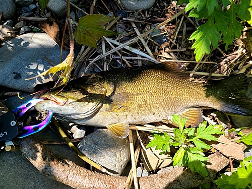 スモールマウスバスの釣果