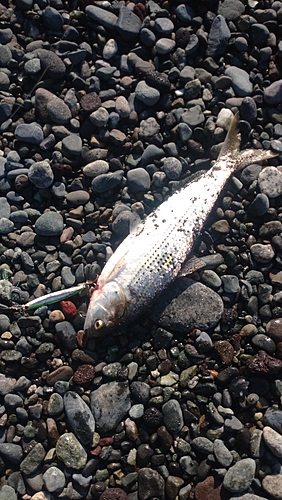 コノシロの釣果