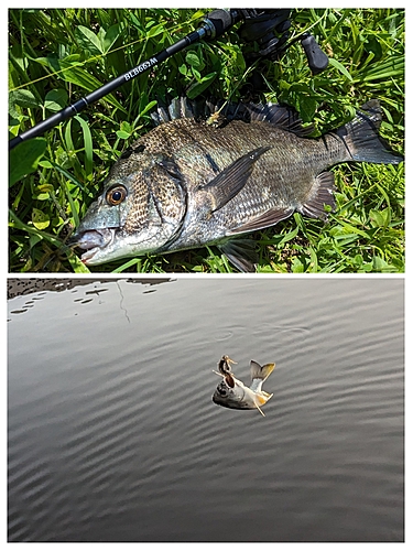 クロダイの釣果