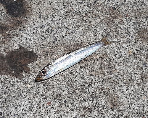 イワシの釣果
