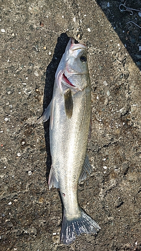 フッコ（マルスズキ）の釣果