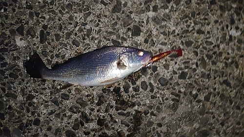 イシモチの釣果