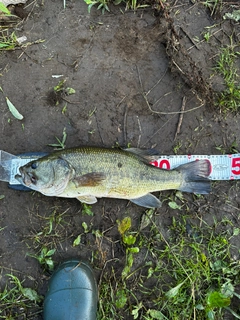 ラージマウスバスの釣果