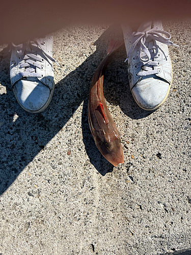 ホウボウの釣果