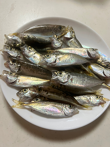 アジの釣果