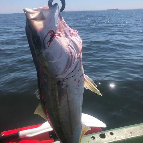 ブリの釣果