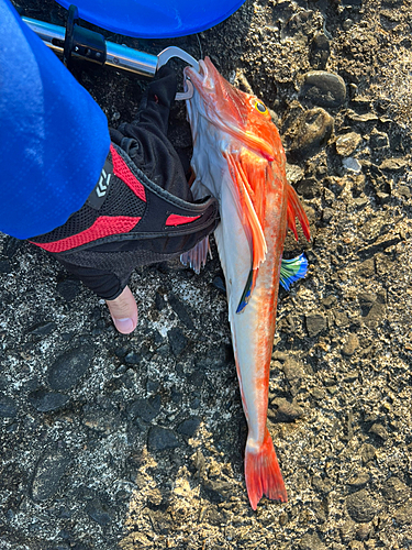 ホウボウの釣果