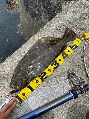 ヒラメの釣果