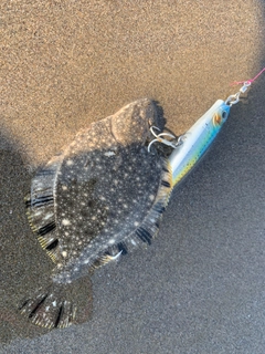 マツカワの釣果