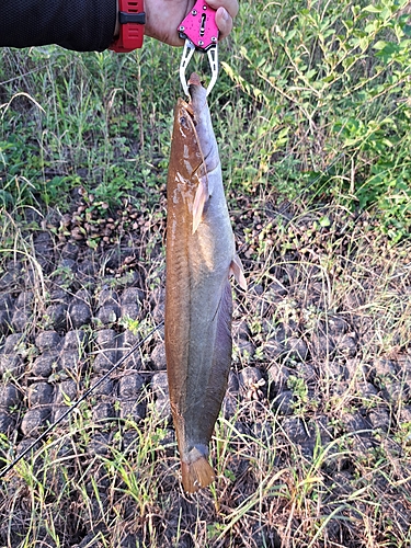 ナマズの釣果