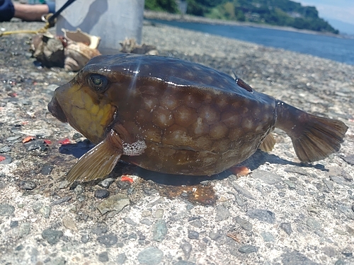 ハコフグの釣果