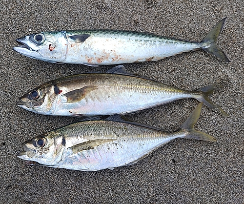 サバの釣果