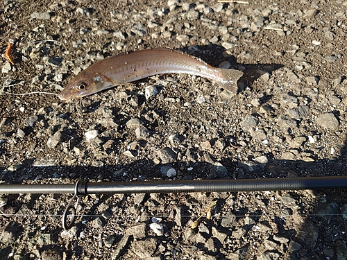 シロギスの釣果