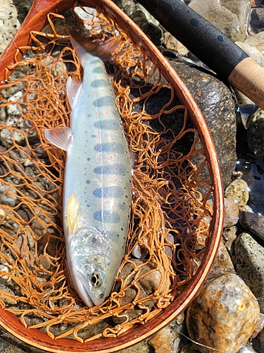 アマゴの釣果