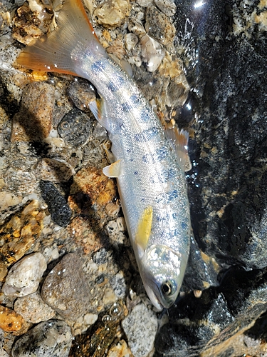 アマゴの釣果