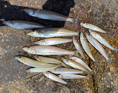 シロギスの釣果