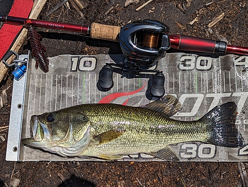 ブラックバスの釣果