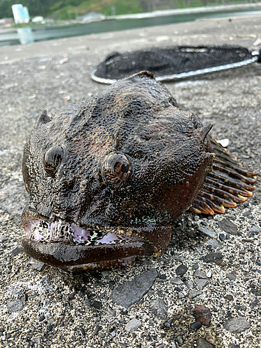 オニカジカの釣果