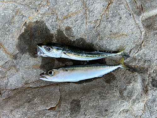 サバの釣果