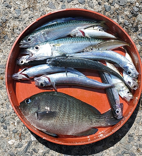 グレの釣果