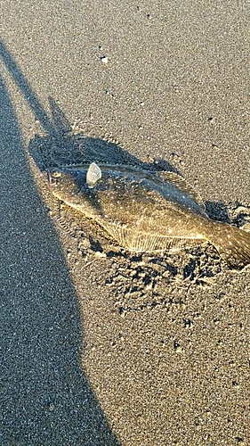 ソゲの釣果