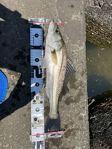 スズキの釣果