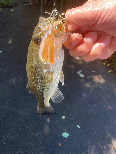 ラージマウスバスの釣果