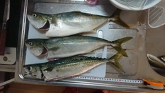 イナダの釣果