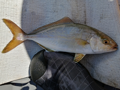 ショゴの釣果