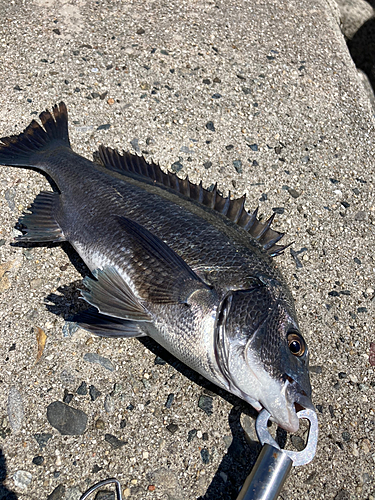 チヌの釣果