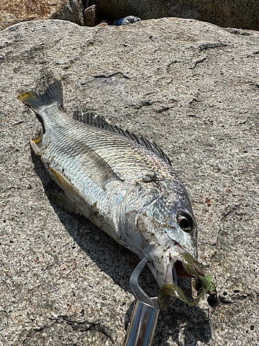 チヌの釣果