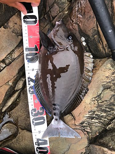 ニザダイの釣果