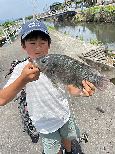 ティラピアの釣果