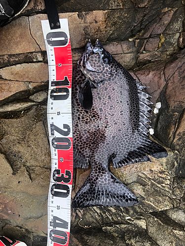 イシガキダイの釣果