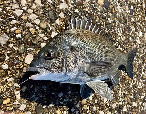 クロダイの釣果