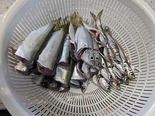 サッパの釣果