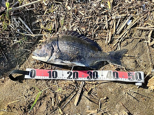 チヌの釣果