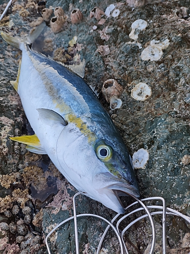 ヒラマサの釣果