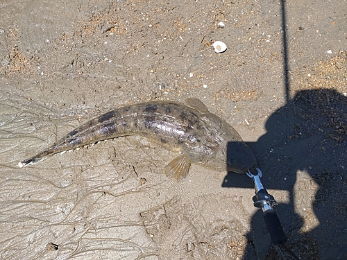 マゴチの釣果