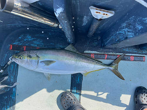 ブリの釣果