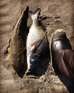 コチの釣果