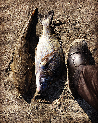 コチの釣果