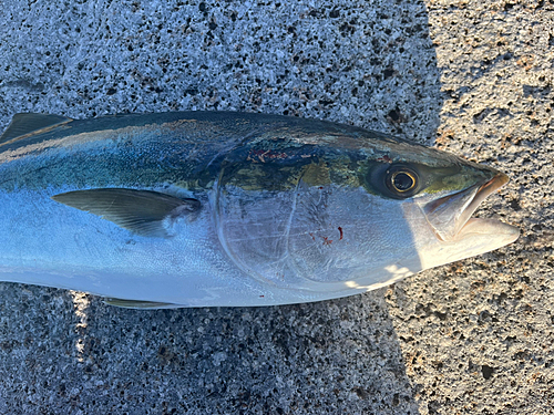 ブリの釣果