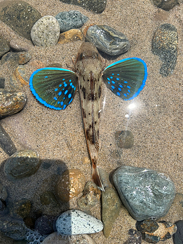 ホウボウの釣果