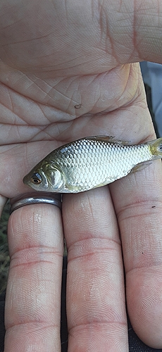 フナの釣果