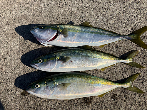 イナダの釣果